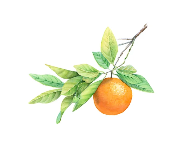 Aquarelle fruits orange sur la branche. Illustration botanique réaliste avec des aliments exotiques. illustration dessinée à la main isolée sur blanc pour la conception d'étiquettes, cartes, bannières — Photo