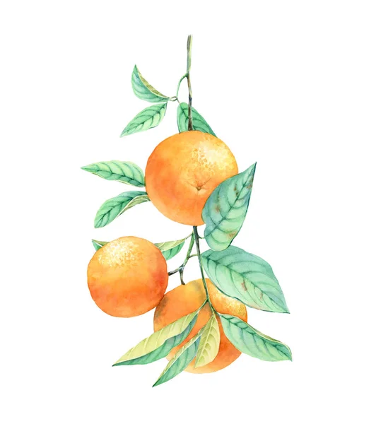 Akwarela pomarańczowa gałąź drzewa owocowego. Realistyczna ilustracja botaniczna z egzotycznym jedzeniem. ręcznie rysowane grafiki odizolowane na białym do projektowania etykiet, kart, banerów — Zdjęcie stockowe
