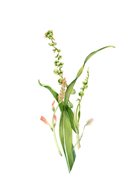 Akvarel odchází. Realistická větev rostliny Crocosmia izolovaná na bílém. Detailní zelená tráva. Botanická květinová ilustrace pro svatební design, kosmetika, reklama — Stock fotografie