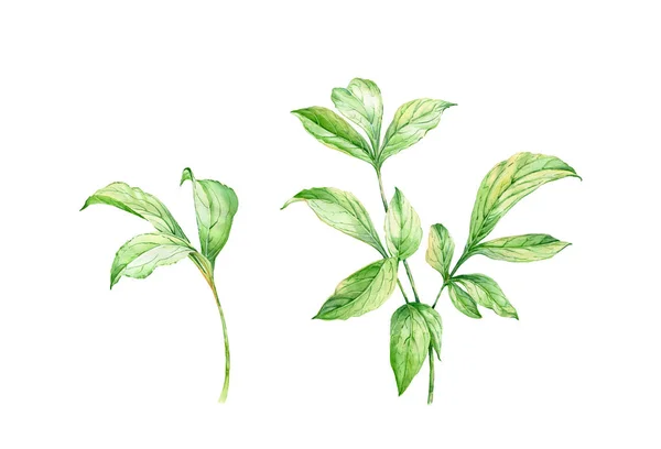 Set di foglie acquerello. Due rami di pianta di peonia isolati su bianco. Fogliame verde dettagliato. Illustrazione floreale botanica per la progettazione di matrimoni, cosmetici, pubblicità — Foto Stock