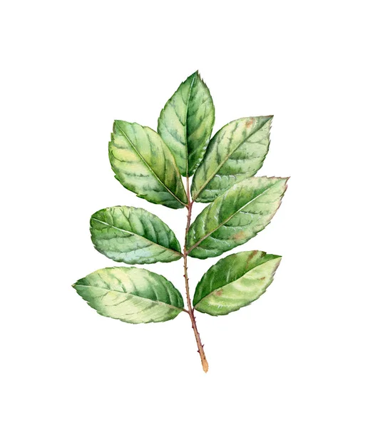 Акварельные розовые листья. Ботаническая иллюстрация с зеленой веткой, изолированной на белом. Подробная реалистичная листва. Цветочный элемент для свадебного дизайна, косметики, рекламы — стоковое фото