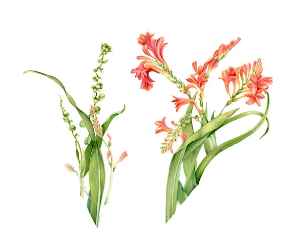Aquarel crocosmia Bloemen set. Kleurrijke tropische plant in bloei geïsoleerd op wit. Botanische bloemen illustratie voor bruiloft ontwerp, cosmetica, reclame — Stockfoto