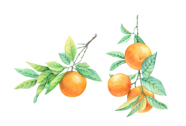 Zestaw akwareli pomarańczowy. Realistyczna ilustracja botaniczna z owocami na gałęzi. ręcznie rysowane egzotyczne jedzenie izolowane na białym do projektowania etykiet, kart, banerów — Zdjęcie stockowe