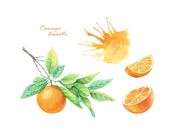 Watercolor orange fruit collection. Realistic botanical illustration with citrus, juice and branch. hand drawn exotic food isolated on white for label design, cards, banners — Stock Photo, Image