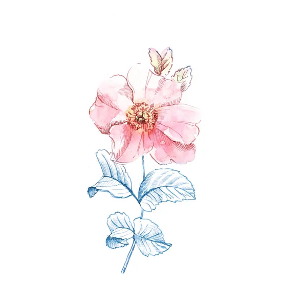 Croquis de fleurs Briar aquarelle. Gros pétales et feuilles d'encre bleue. Illustration botanique dessinée à la main sur isolée sur blanc pour cosmétiques, mariage, cartes de vœux — Photo