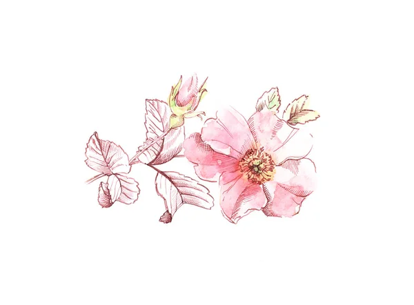 Acquerello Briar disegno del fiore. Illustrazione disegnata a mano botanica. Grandi petali isolati su bianco per cosmetici, matrimoni, biglietti di auguri — Foto Stock