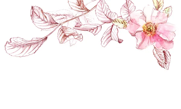 Акварельна квітка троянди. Ботанічна рука намальована банер з місцем для тексту. Великі пелюстки з листям чорнила ізольовані на білому для косметики, весілля, вітальних листівок — стокове фото