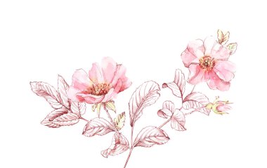 Suluboya Briar şubesi çizimi. Botanik el çizimi çizimi. Kozmetik, düğün ve tebrik kartları için beyaz üzerine mürekkep yapraklı büyük akıntılar.