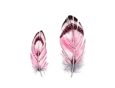 Suluboya tüy seti. İki canlı kanatlı gerçekçi bir tablo. Boho tarzı illüstrasyon beyazda izole edildi. Tişört, davetiye, düğün kartı için kuş sineği tasarımı