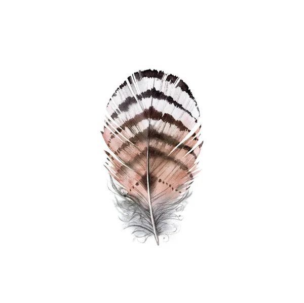 水彩羽毛手绘褐色翅膀。Boho风格的插图孤立在白色上。野鸟羽毛在乡村明亮的颜色为花束，卡片 — 图库照片