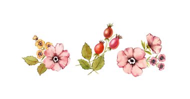 Suluboya buketleri seti. Sefil gül çiçekleri. Tozlu pembe kiraz, gül kalçası, meyveler, yapraklar, beyaz arka planda izole edilmiş. Klasik renklerle elle boyanmış doğal illüstrasyon koleksiyonu 