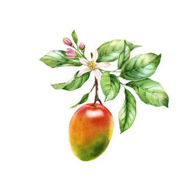 Suluboya Mango meyvesi. Çiçekli ağaç dalı. Gerçekçi botanik çiçek kompozisyonu. Beyaz üzerine izole bir illüstrasyon. El yapımı egzotik gıda tasarımı elementi