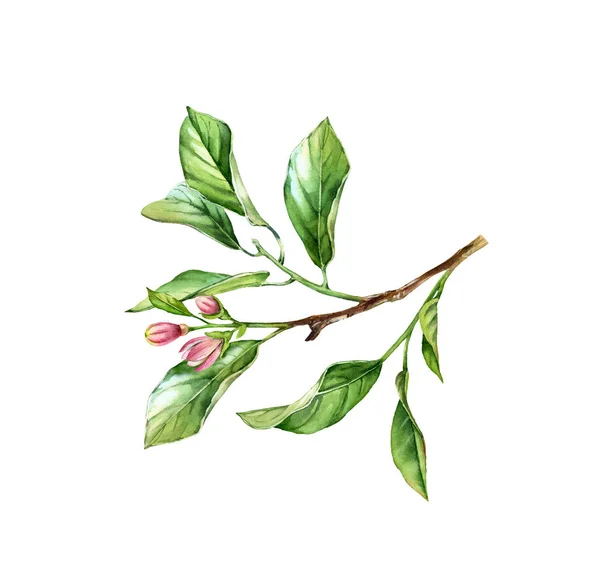 Гілка акварельного дерева. Реалістичне фруктове дерево, квіти, листя. Ботанічна ілюстрація. Ізольовані твори мистецтва на білому. Ручне пофарбоване листя — стокове фото