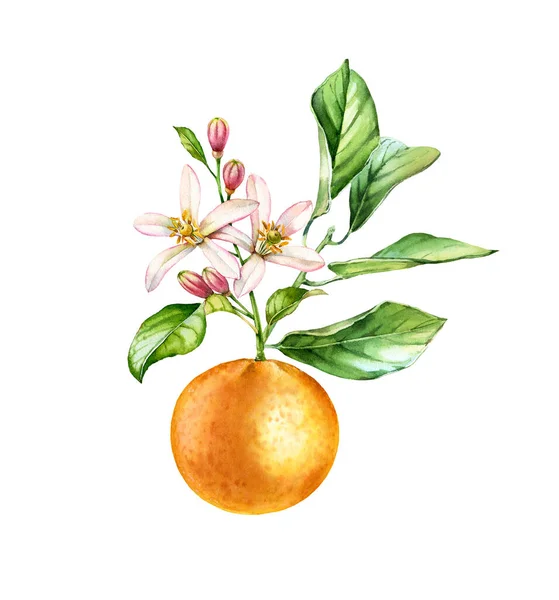 Watercolor Orange fruit. Tree branch with flowers leaves. Realistic botanical floral composition: blooming citrus, isolated illustration on white. Hand drawn exotic food design element — Zdjęcie stockowe