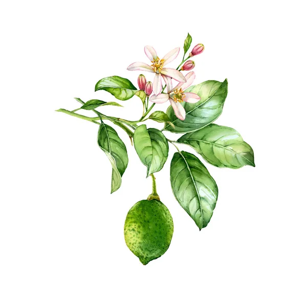 水彩ライムの枝。ライムフルーツ、花、葉を持つ現実的な柑橘類の木。植物図。白を基調とした孤立した作品。手描きのラベルデザインのための新鮮な熱帯食品 — ストック写真