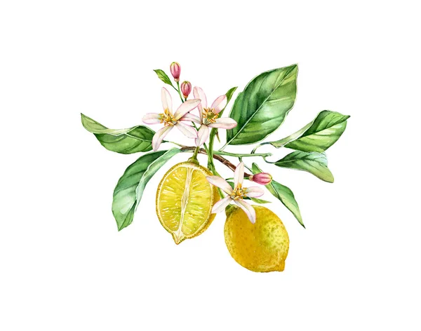 Acquerello Limone. Ramo realistico con due frutti, fiori, foglie. Illustrazione botanica. Opera d'arte isolata su bianco. Alimenti tropicali freschi disegnati a mano — Foto Stock