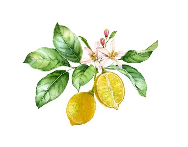 Suluboya Lemon. İki meyve, çiçek ve yapraklı ağaç dalı. Gerçekçi botanik suluboya çizimi. Beyazlar üzerine izole edilmiş sanat eserleri. El çizimi taze tropikal yiyecekler.