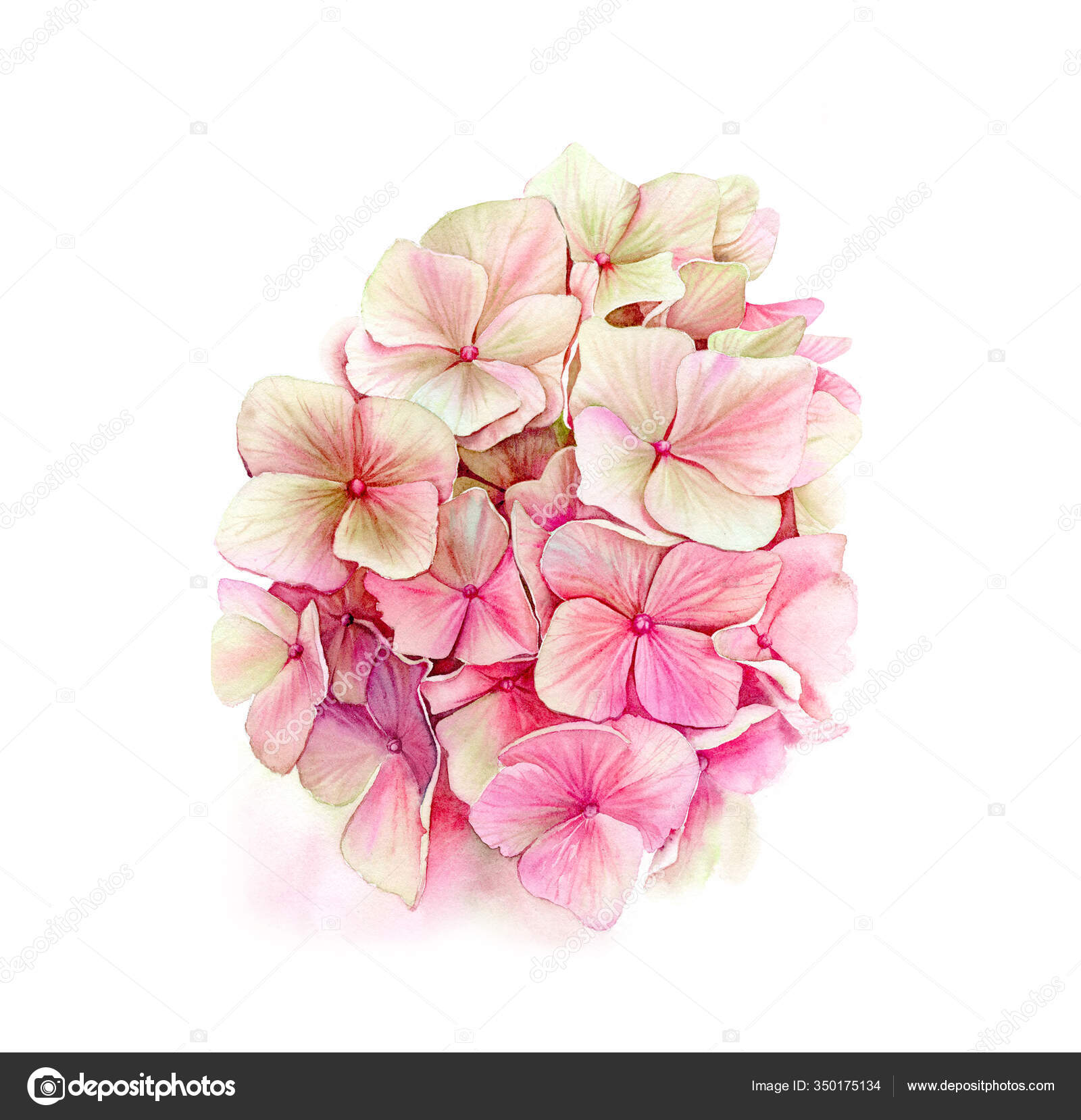 Watercolor pink hortensia. Big detailed hydrangea flower. Vibrant peach and  beige color. Hand drawn botanical illustration isolated on white for  wedding design, greeting cards Stock Photo by ©AkvarellDesign 350175134
