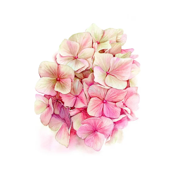 Akvarell rosa hortensia. Stor detaljerad hortensia blomma. Vibrerande persika och beige färg. Handritad botanisk illustration isolerad på vitt för bröllop design, gratulationskort — Stockfoto