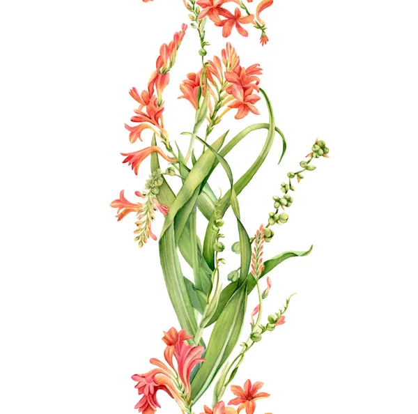 Aquarela crocosmia planta em flor. Borda vertical sem costura. Flor tropical colorida isolada sobre branco. Ilustração floral botânica para design de casamento, cosméticos, publicidade — Fotografia de Stock