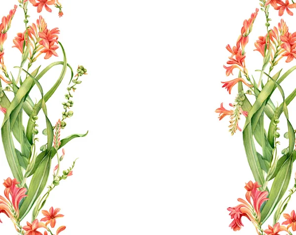 Acquerello sfondo floreale. Pianta crocosmia colorata isolata su bianco e posto per testo. Bandiera floreale. Illustrazione botanica realistica per la progettazione di matrimoni, cosmetici, pubblicità — Foto Stock