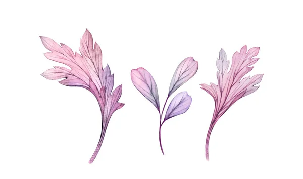 Aquarel bloemen set. Doorzichtige bladeren. Verzameling van drie elementen geïsoleerd op wit. Botanische illustratie voor bruiloft ontwerp, wenskaarten — Stockfoto