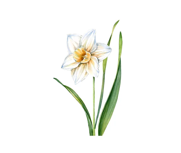 Flor de narciso branco aquarela. Narciso realista com folhas isoladas em branco. Ilustração floral botânica para design de casamento, cartões de Páscoa, cosméticos, publicidade — Fotografia de Stock