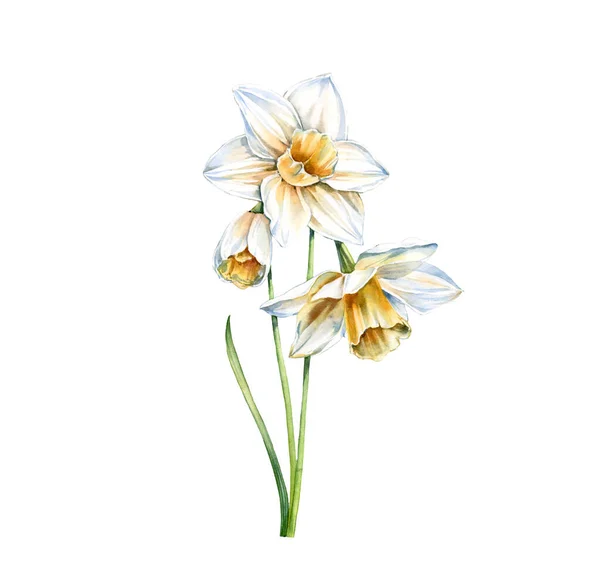 Daffodil aquarela branca. Narciso realista com folhas isoladas em branco. Três flores. Ilustração floral botânica para design de casamento, cartões de Páscoa, cosméticos, publicidade — Fotografia de Stock