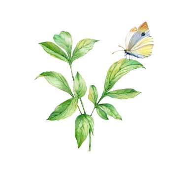 Suluboya kelebekli yapraklar. Şakayık bitkisinin gerçekçi dalı beyaza izole edilmiş. Detaylı yeşil yapraklar. Böcekli botanik çiçeği çizimi.