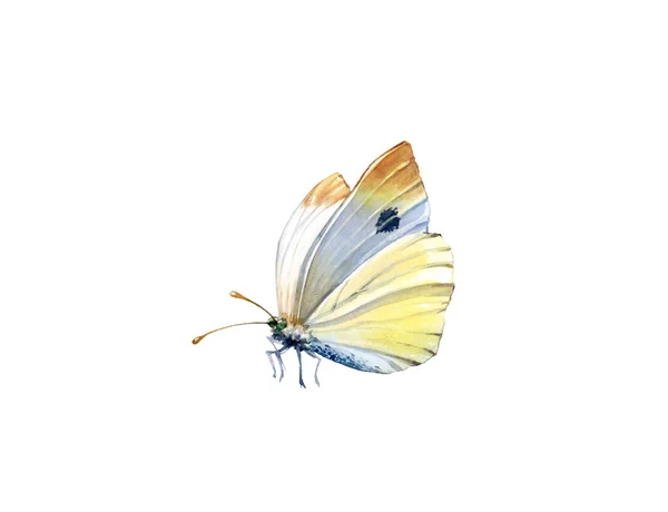 Akvarellfjäril. Realistisk insektsmålning isolerad på vitt. Detaljerade vita och gula vingar. Handmålad sommar illustration — Stockfoto