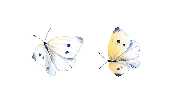 Fjärilar i akvarell. Två realistiska insekter målning isolerad på vitt. Detaljerade vita och gula vingar. Handmålad sommar illustration samling — Stockfoto