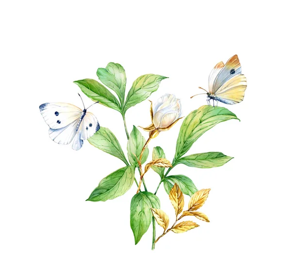 水彩画上有白色蝴蝶.现实的植物在白色上被隔离。金色的玫瑰枝昆虫植物学植物图解 — 图库照片