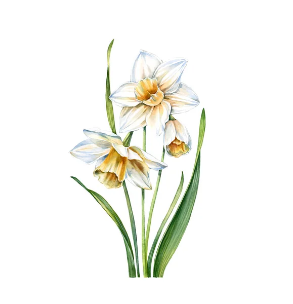 Akwarelowy biały żonkil. Realistyczna roślina narcyzów odizolowana na biało. Trzy kwiaty i liście. Botaniczne kwiatowe ilustracje do projektu weselnego, Wielkanocne kartki, kosmetyki, reklamy — Zdjęcie stockowe