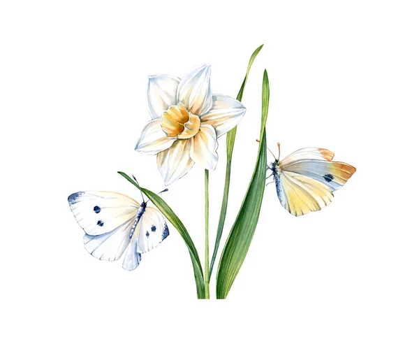 Narciso aquarela com borboletas. Flor narciso realista isolado em branco. Duas borboletas amarelas detalhadas. Ilustração floral botânica com inseto para páscoa — Fotografia de Stock