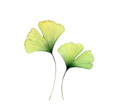 Suluboya ginkgo yaprakları. Beyaz renkte iki şeffaf çiçek. Maidenhair ağacıyla elle boyanmış sanat eserleri. Düğün tasarımı için gerçekçi ve botanik çizimler