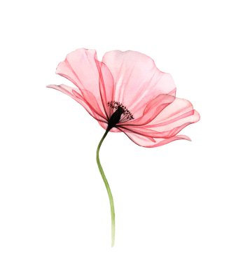 Suluboya Poppy. Beyaz üzerine izole edilmiş şeffaf büyük çiçek. Detaylı taç yapraklarıyla elle boyanmış sanat eserleri. Kartlar için botanik illüstrasyon, düğün tasarımı