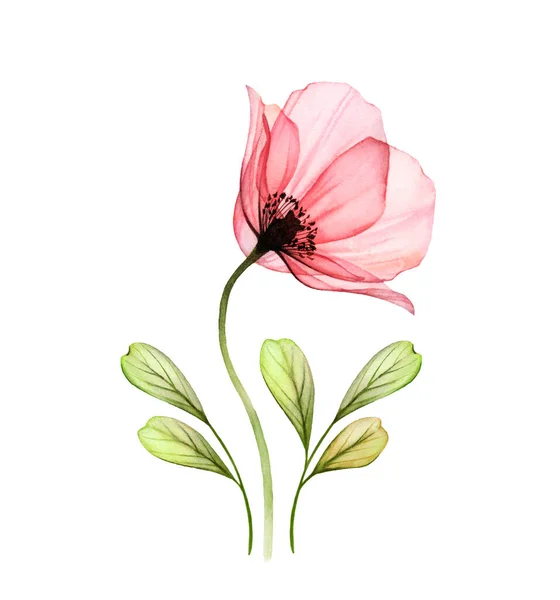 Акварель Квітка макарони з листям. Елегантна рожева квітка з зеленими гілками. Квіткові твори з деталізованими пелюстками. Ботанічна ілюстрація для листівок, весільний дизайн — стокове фото