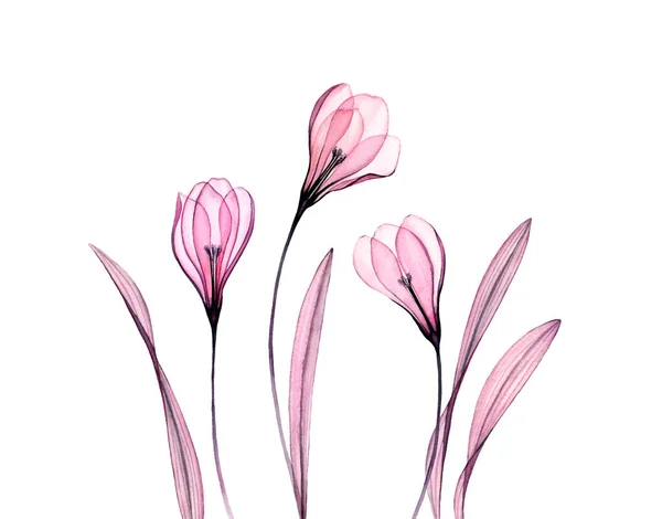 Aquarelle Crocus fleurs. Trois plantes isolées sur blanc. Oeuvre florale peinte à la main avec fleurs transparentes. Illustration botanique pour cartes, conception de mariage — Photo