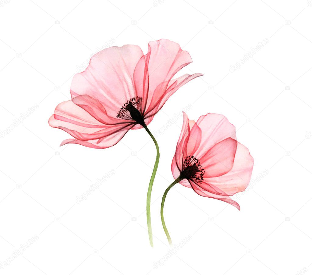 Watercolor Poppy artwork. Transparent big and small flowers isolated on white. Hand painted illustration with detailed petals. Botanical painting for cards, wedding design