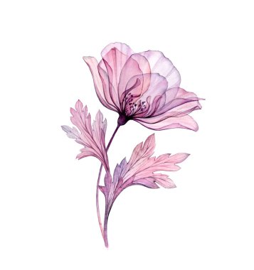 Suluboya Vintage Rose. Büyük gerçekçi mor çiçek röntgeni. El boyaması botanik sanatı. Pastel gri, menekşe rengi, düğün tasarımı için mor, kırtasiye kağıdı baskısı.
