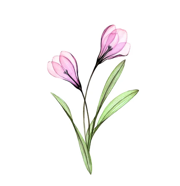 Aquarelkrokus. Handgeschilderd kunstwerk met bloemen geïsoleerd op wit. Kleurrijk voorjaarsboeket. Botanische illustratie voor kaarten, bruiloft ontwerp — Stockfoto