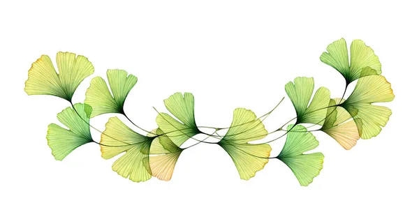 Ο νερομπογιάς Ginkgo αφήνει τα σύνορα. Οριζόντια διάταξη των κλάδων. Διαφανές πράσινο φύλλωμα που απομονώνεται στο λευκό. Ρεαλιστική βοτανική απεικόνιση για γάμο, λογότυπο, κάρτα — Φωτογραφία Αρχείου