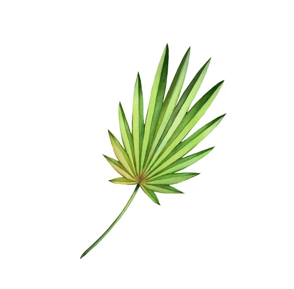 Liść palmowy wentylatora akwarelowego. Egzotyczna zielona roślina izolowana na białym. Ręcznie malowane dzieła sztuki. Realistyczna ilustracja botaniczna do projektowania ślubów, kart, dekoracji — Zdjęcie stockowe
