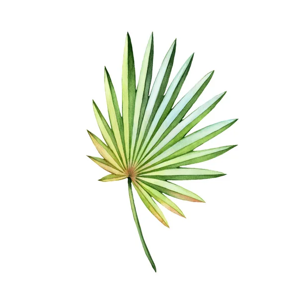 Watercolor fan palm leaf. Exotic colorful plant isolated on white. Jungle green tree. Realistic botanical illustration for wedding design, cards, decor — Stock Photo, Image