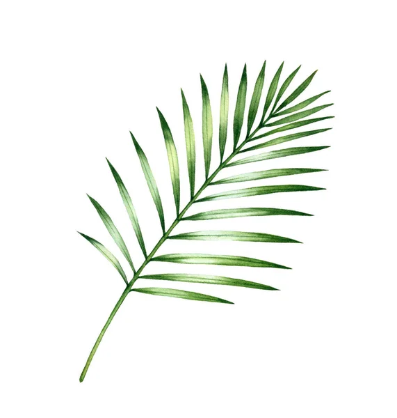 Feuille de palmier aquarelle. Plante exotique colorée isolée sur blanc. Illustration botanique réaliste dessinée à la main — Photo