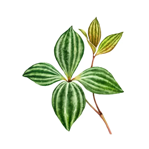 Lístek akvarelu peromia. Exotická zelená rostlina izolovaná na bílém. Ručně malované detailní kresby. Realistická botanická ilustrace pro svatební design, pohlednice, dekor — Stock fotografie