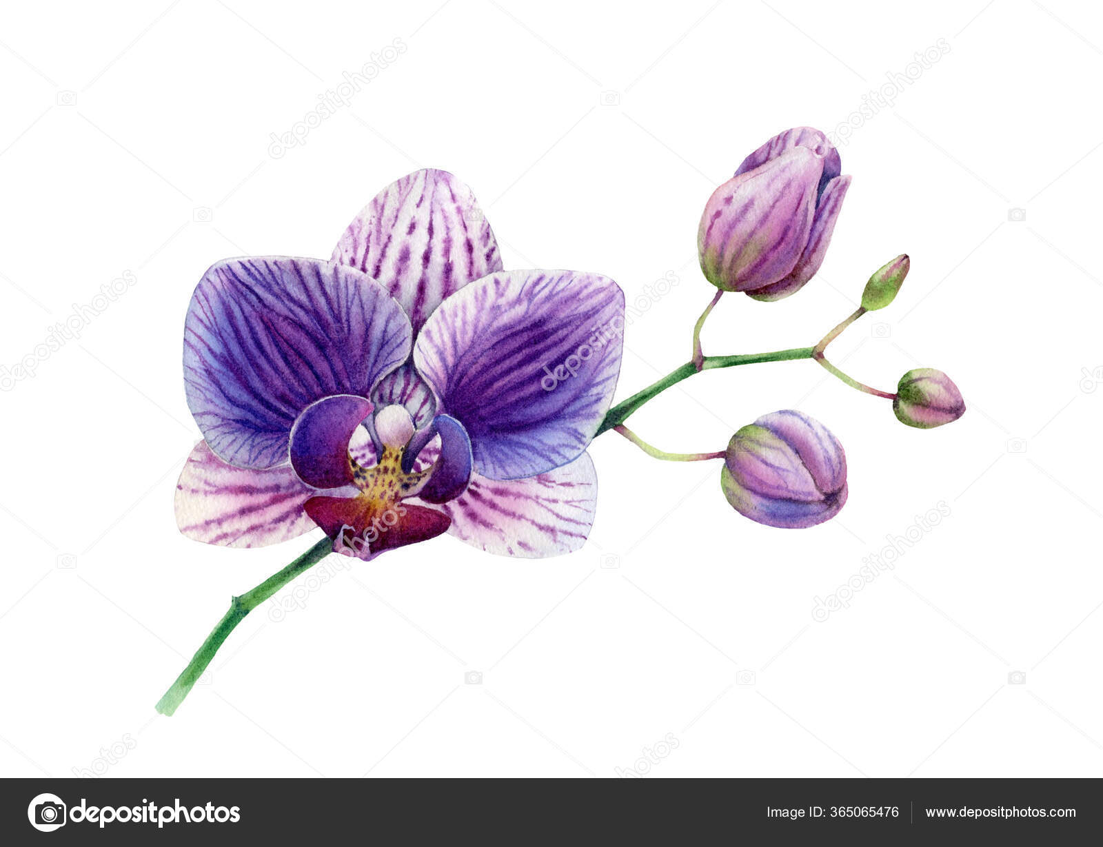Orquídea aquarela. Grande flor roxa e botões no ramo. Pétalas com riscas e  padrão. Planta tropical colorida em flor isolada sobre branco. Ilustração  floral botânica desenhada à mão fotos, imagens de ©