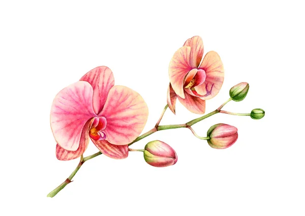 Akvarell orchidea. Branch nagy virágokkal és rügyekkel. Színes trópusi növény rózsaszín és narancssárga izolált fehér. Botanikai virágillusztráció — Stock Fotó