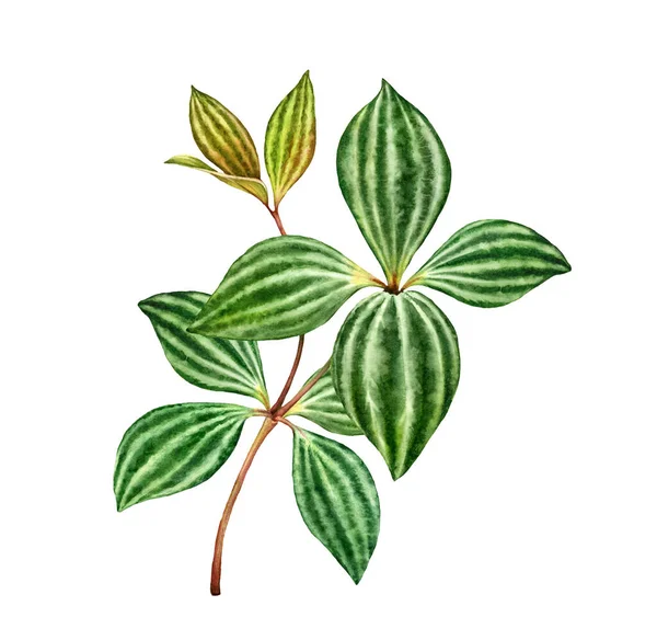 Rama peperomia acuarela. Planta verde exótica aislada en blanco. Hojas verdes con rayas. Arte detallado pintado a mano. Ilustración botánica realista . — Foto de Stock