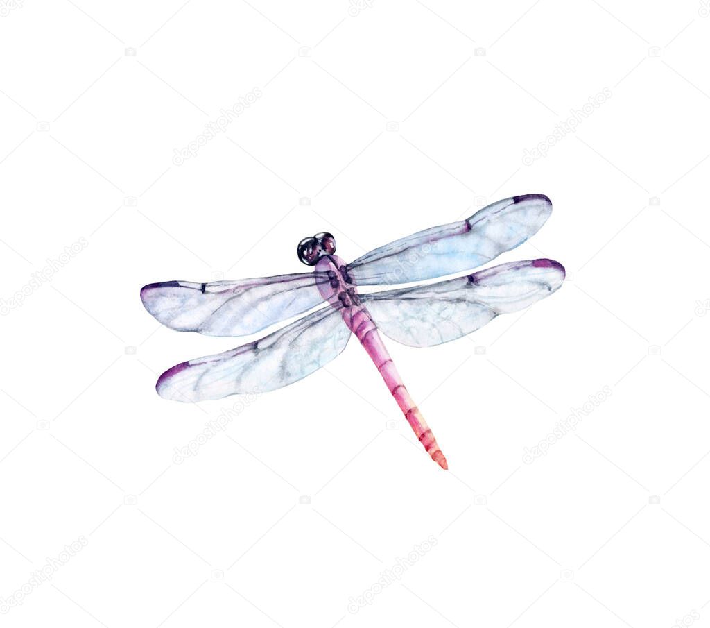 Watercolor dragonfly. Realistic insect painting isolated on white. Detailed wings and purple body. Hand painted summer illustration